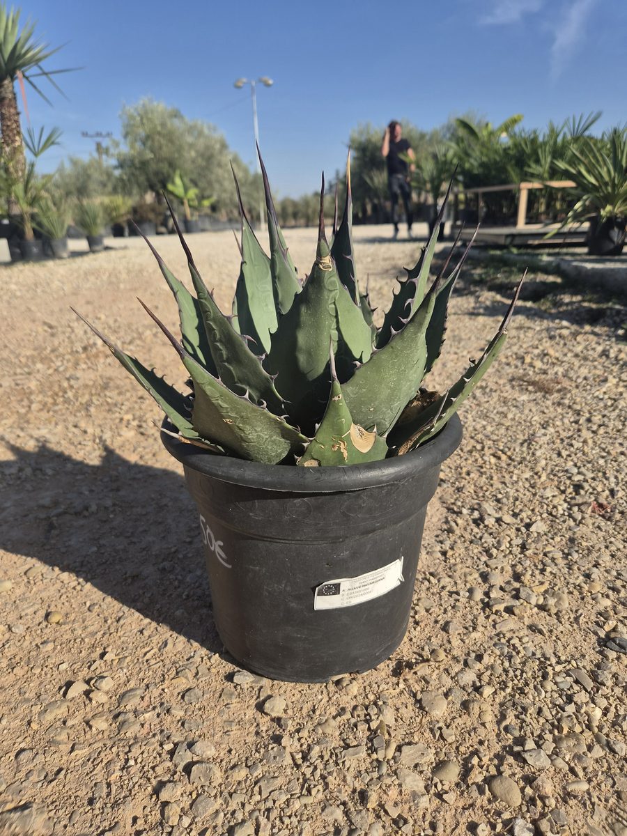 Agave Havardiana 35–45 cm – Agávé havardiana