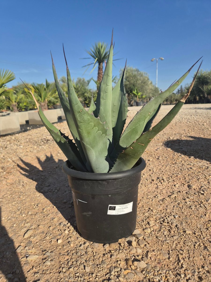 Agave Havardiana 40–50 cm – Agávé havardiana