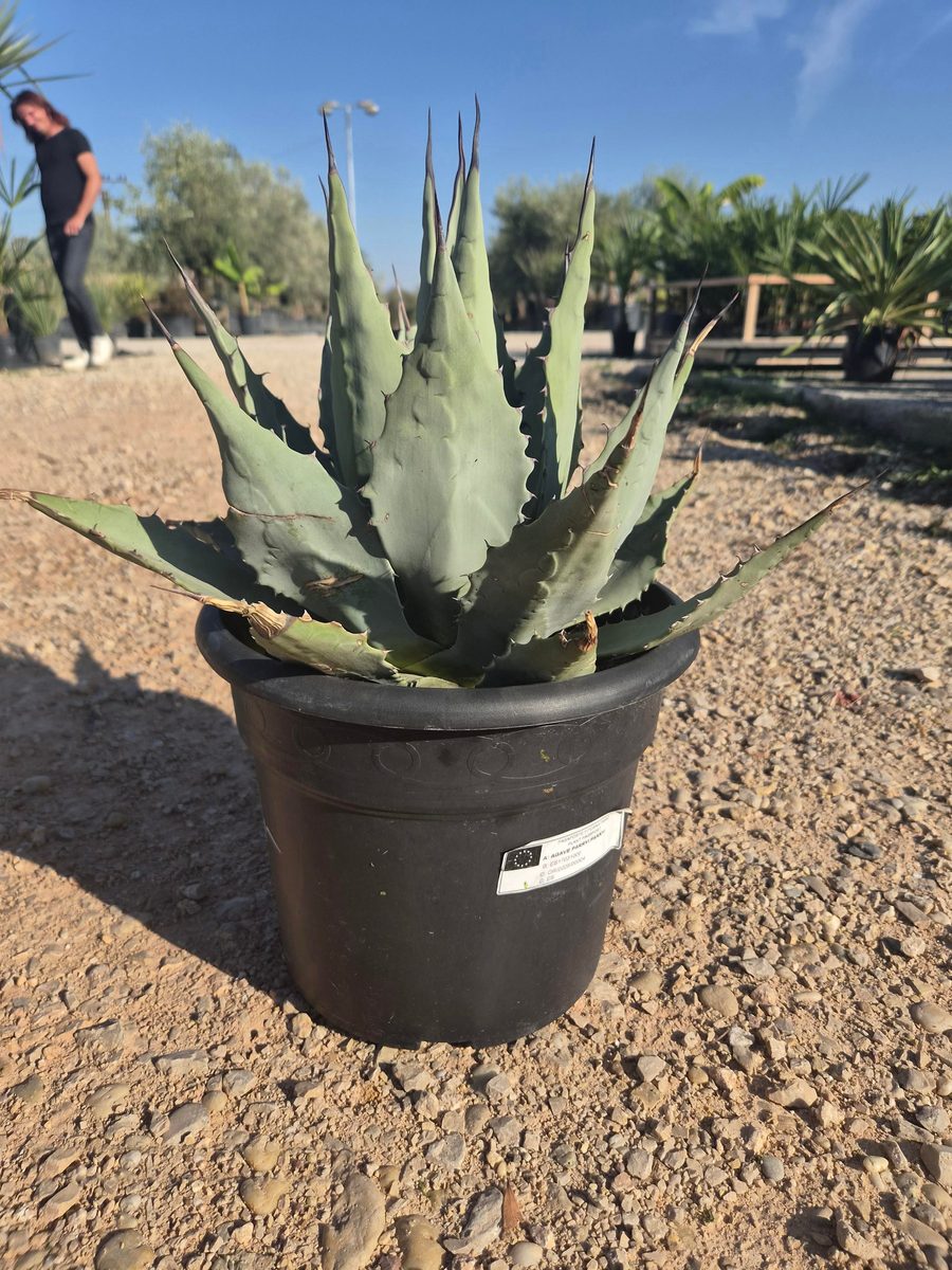 Agave Parryi var. Parryi 40–50 cm – Agávé parryi