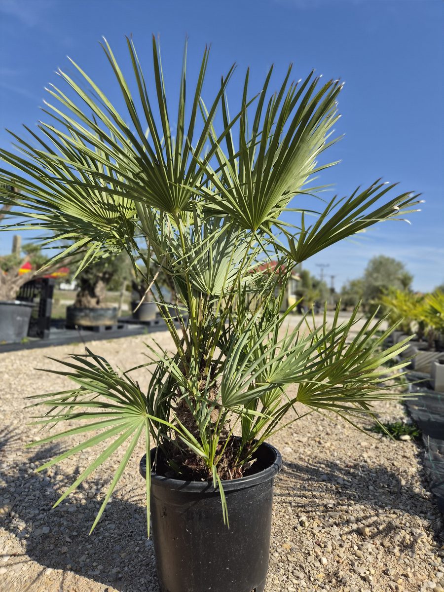 Chamaerops Humilis 110–140 cm – Törpepálma