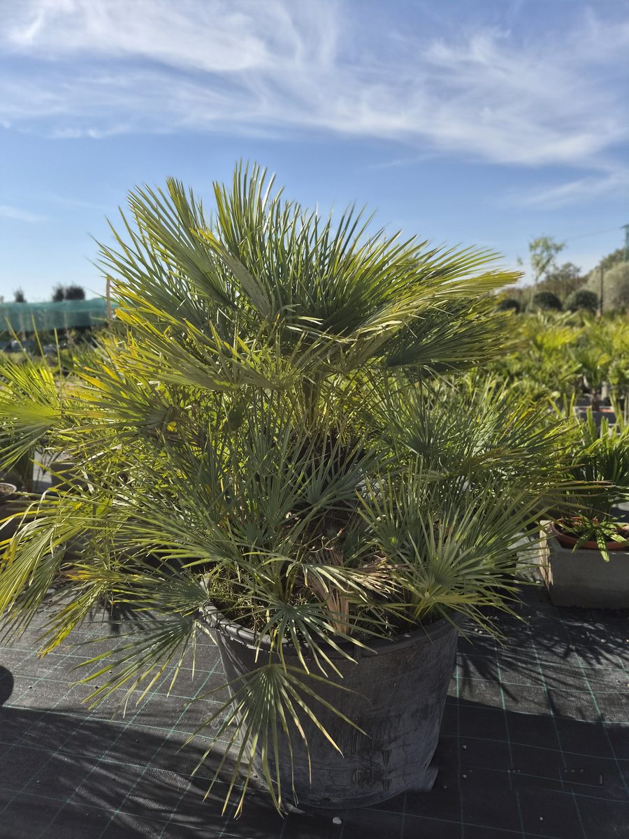 Chamaerops Humilis var. Cerifera 100–130 cm – Kék törpepálma