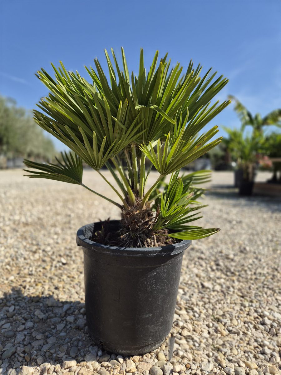 Chamaerops Humilis 'Vulcano' 60–80 cm – Törpepálma