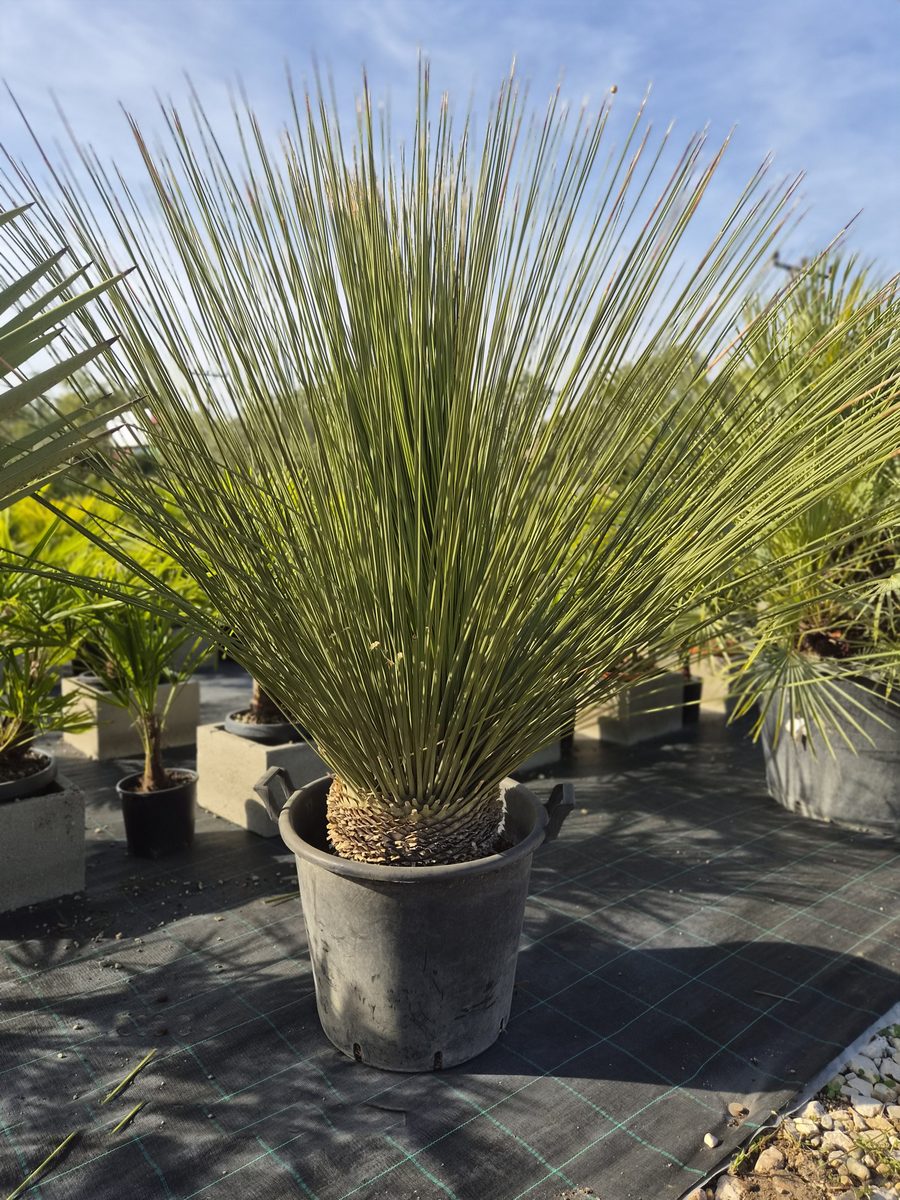 Dasylirion Longissimum 130–150 cm – Dasylirion – fűfa