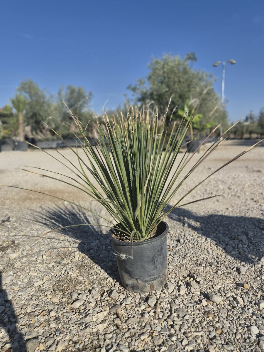 Dasylirion Serratifolium 70–90 cm – Dasylirion – fűfa