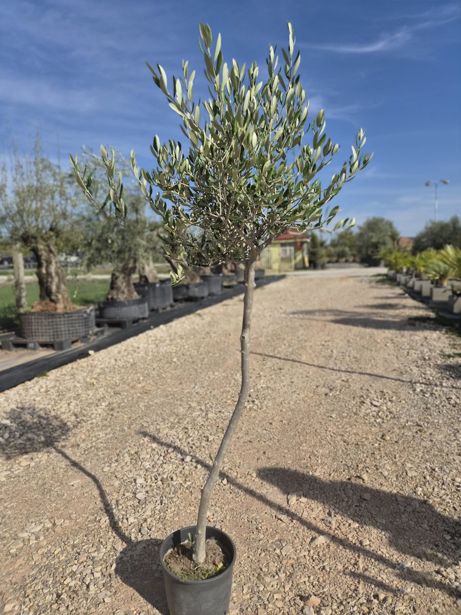 Olea Europaea 150–170 cm – Európai olajfa