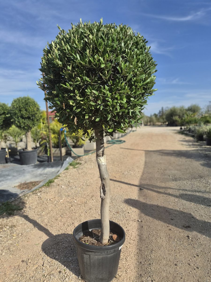 Olea Europaea 160–180 cm – Európai olajfa