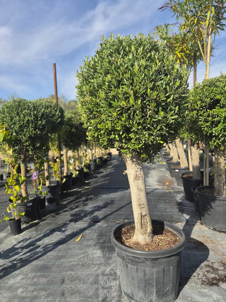 Olea Europaea 180–200 cm – Európai olajfa