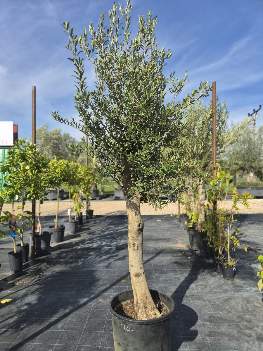 Olea Europaea 180–220 cm · törzses – Európai olajfa