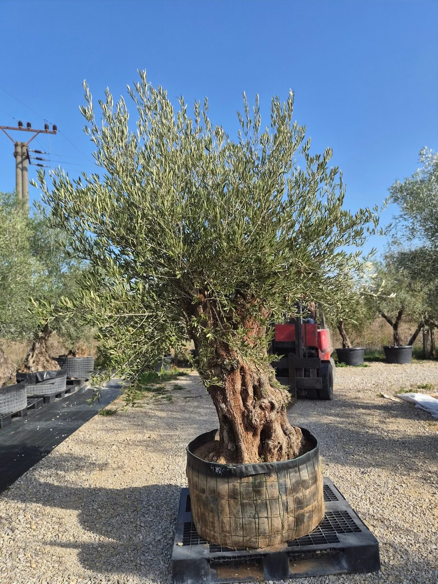 Olea Europaea 180–220 cm · szoliter, kompakt – Európai olajfa