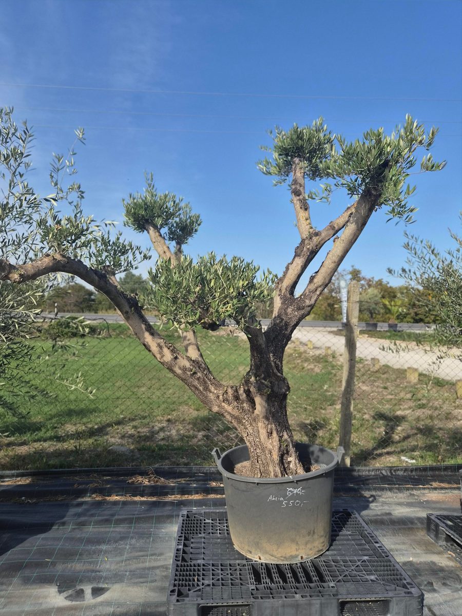 Olea Europaea 200–240 cm · Pom Pom – Európai olajfa