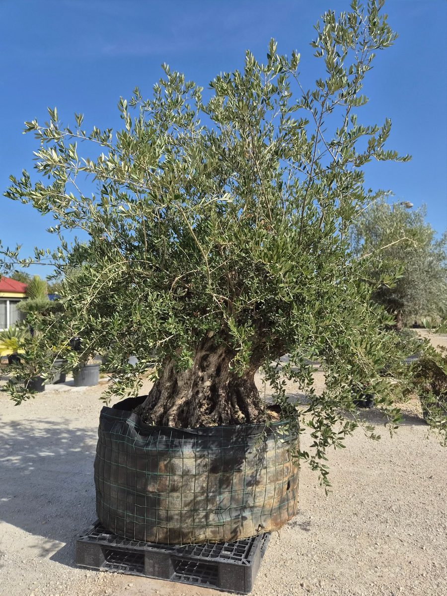 Olea Europaea 200–240 cm · szoliter, dús korona – Európai olajfa