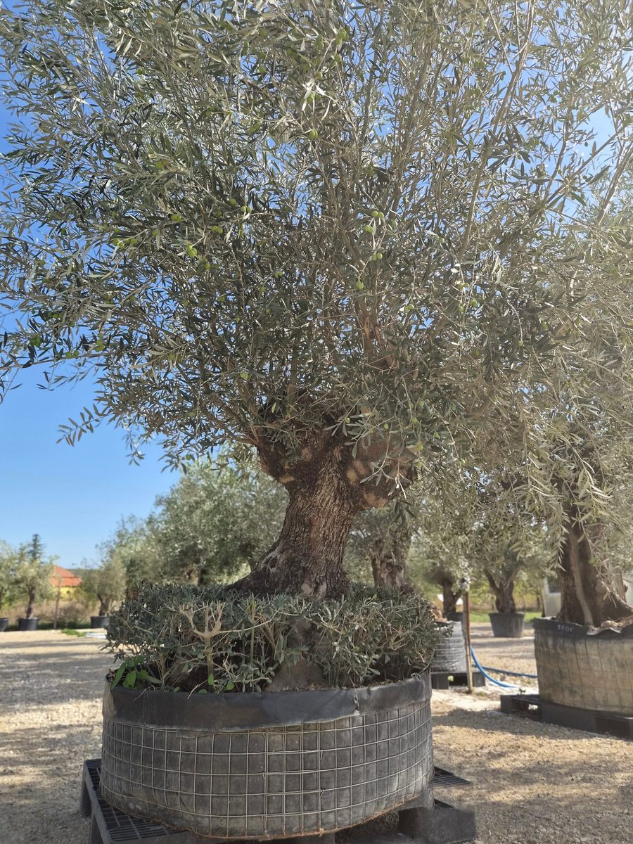 Olea Europaea 200–240 cm · szoliter, vaskos törzs – Európai olajfa
