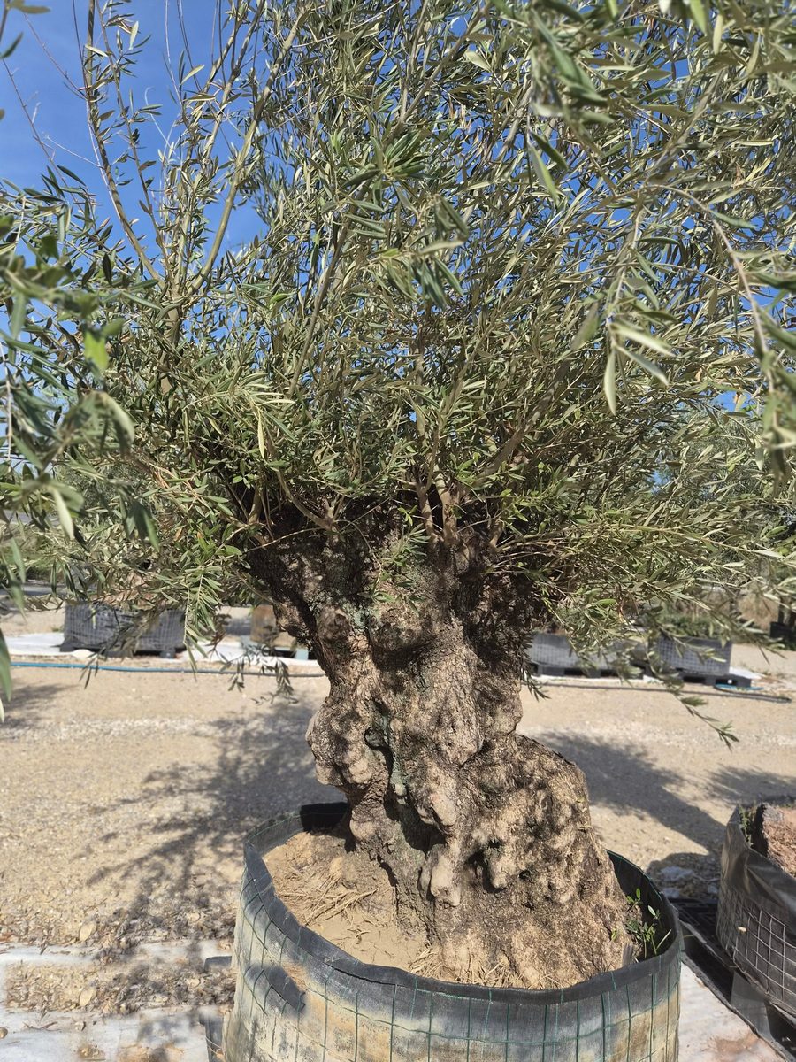 Olea Europaea 200–240 cm · szoliter, szoborszerű törzs – Európai olajfa