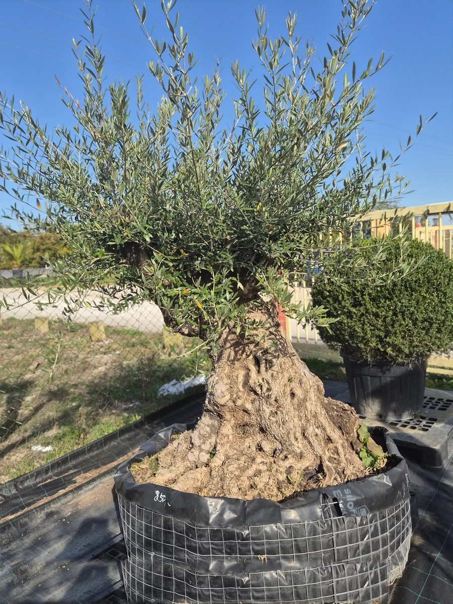 Olea Europaea 200–240 cm · szoliter, évszázados törzs – Európai olajfa