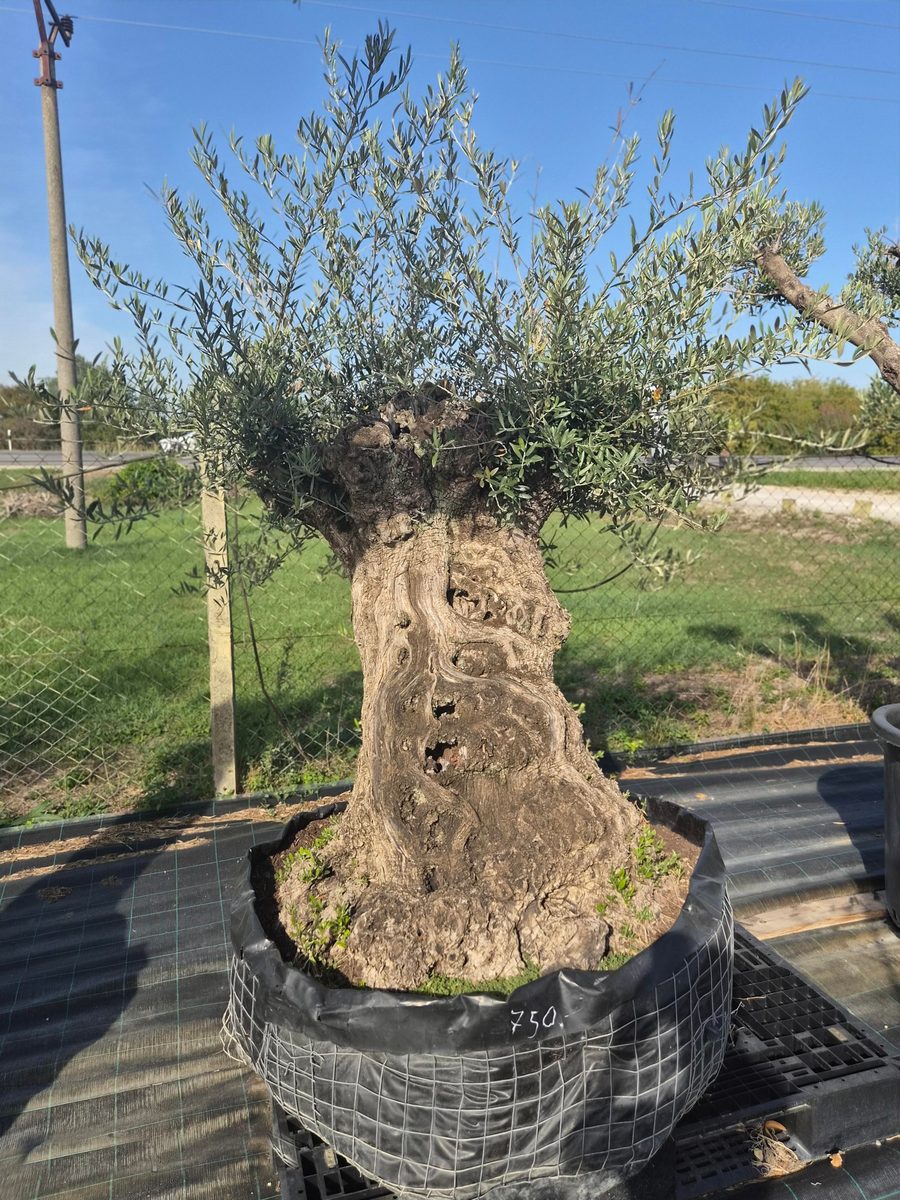 Olea Europaea 200–240 cm · idős törzs, unikális – Európai olajfa