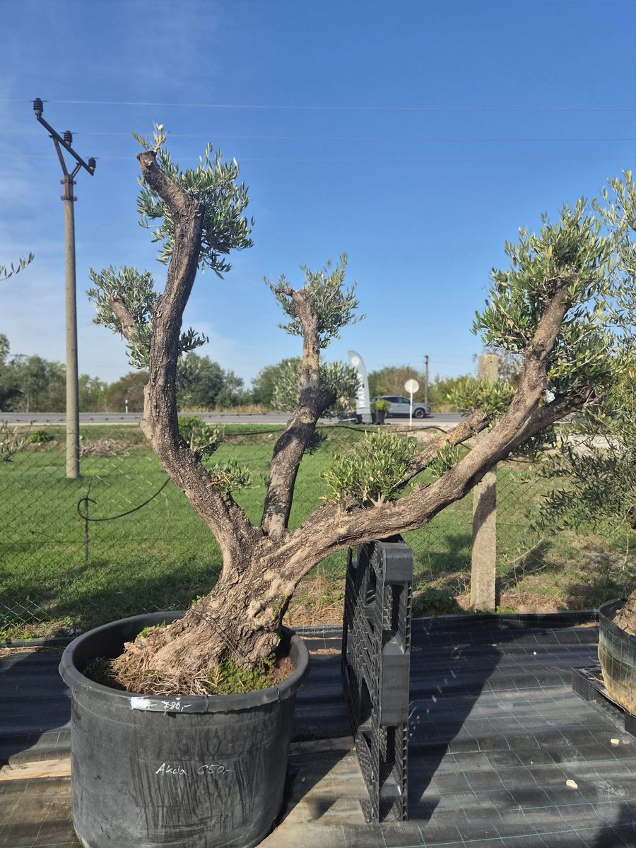 Olea Europaea 220–260 cm · Pom Pom, nagyobb – Európai olajfa