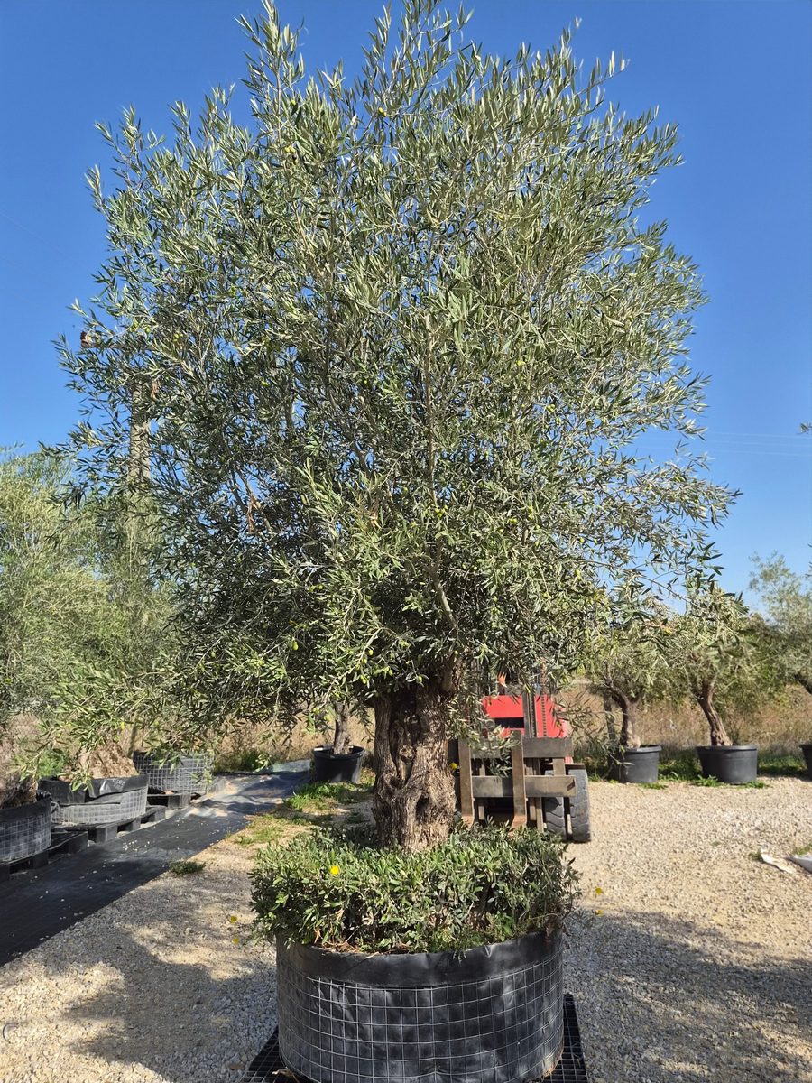 Olea Europaea 220–260 cm · szoliter, légies korona – Európai olajfa