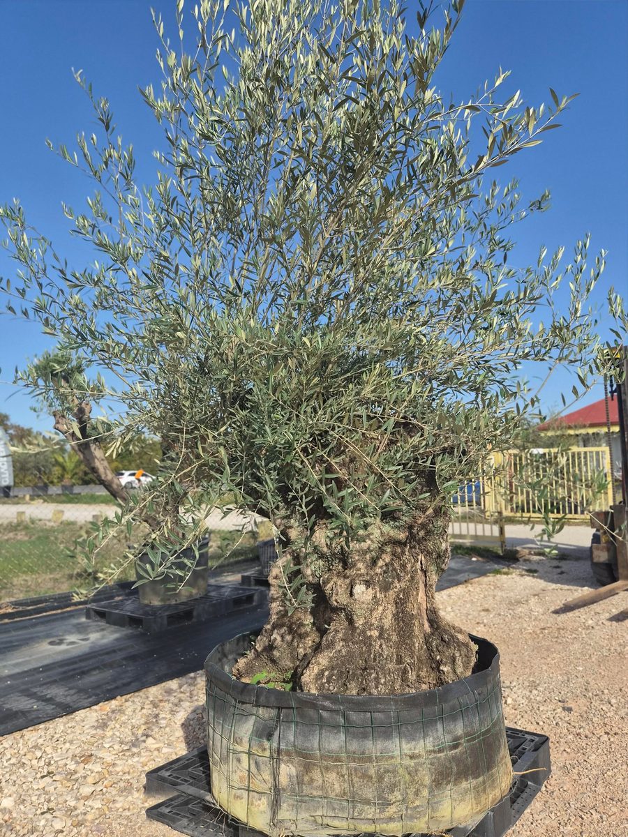 Olea Europaea 220–260 cm · idős törzs – Európai olajfa