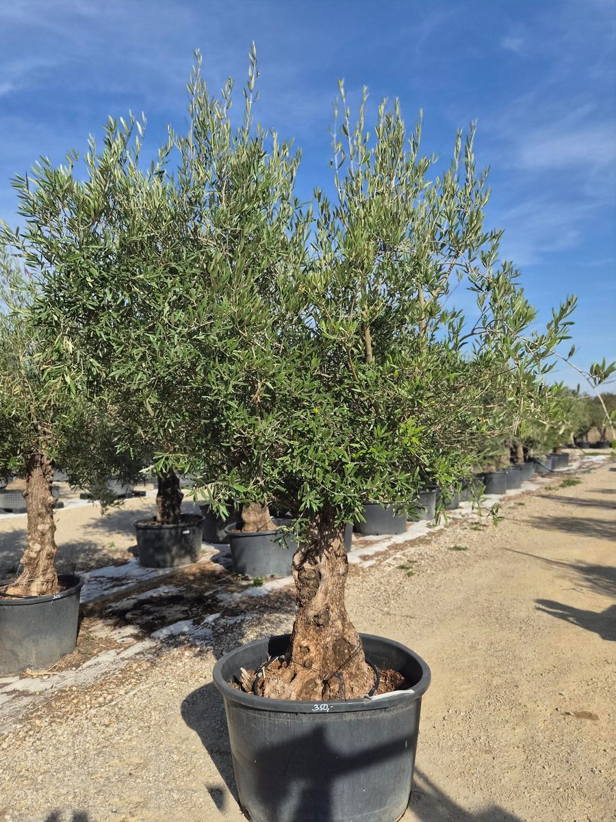 Olea Europaea 220–260 cm · többtörzsű – Európai olajfa