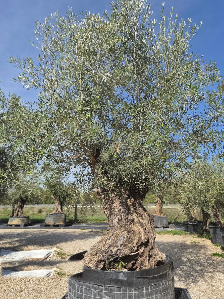 Olea Europaea 230–270 cm · szoliter, S alakú törzs – Európai olajfa