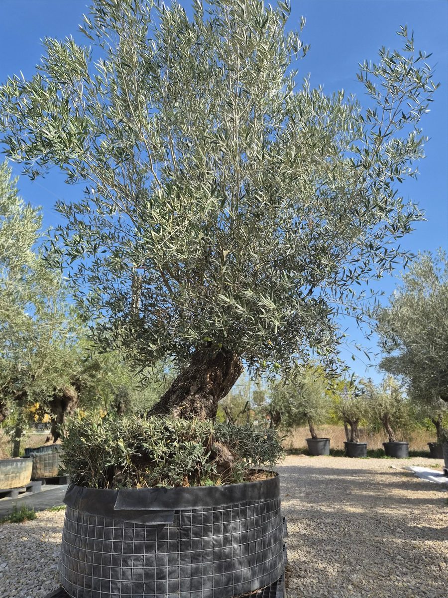 Olea Europaea 230–270 cm · szoliter, ferde törzs – Európai olajfa