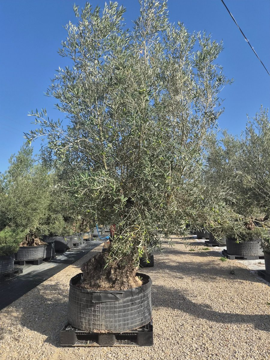 Olea Europaea 230–270 cm · szoliter, elágazó – Európai olajfa