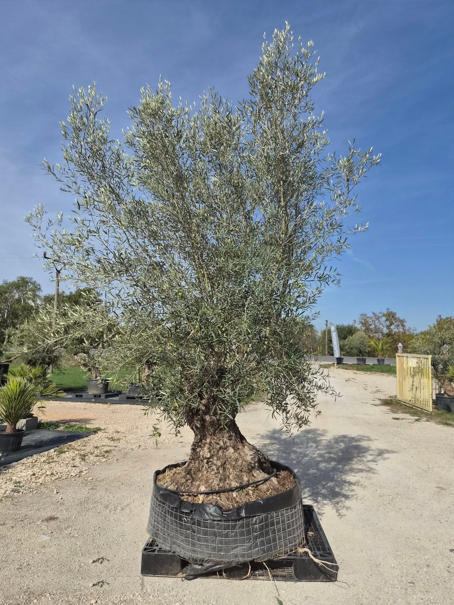 Olea Europaea 230–270 cm · szoliter, széles törzsalap – Európai olajfa