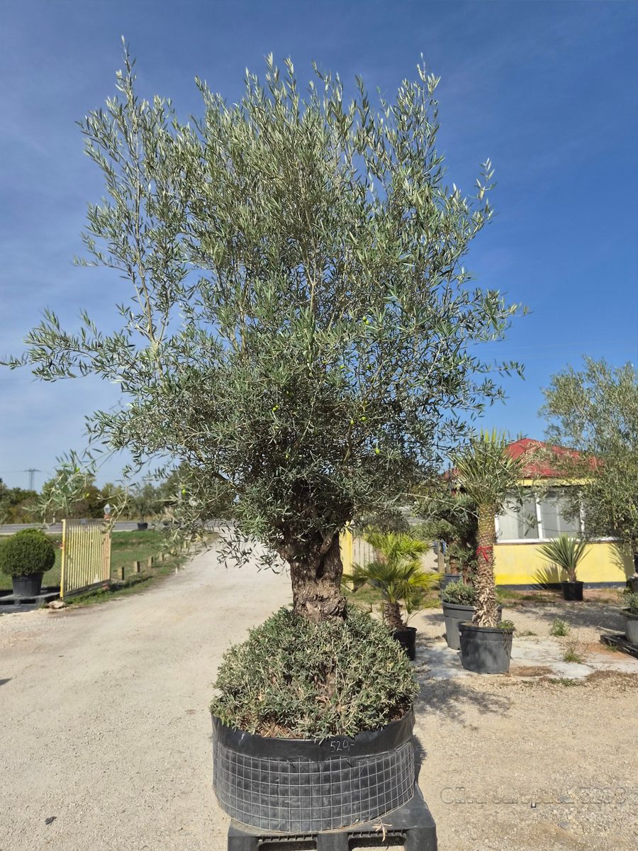 Olea Europaea 230–270 cm · szoliter, karcsú törzs – Európai olajfa
