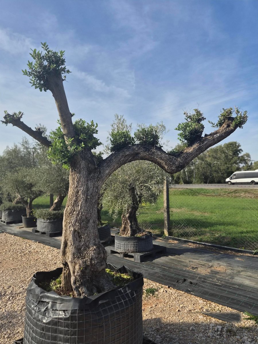 Olea Europaea 240–280 cm · Pom Pom, szoliter – Európai olajfa