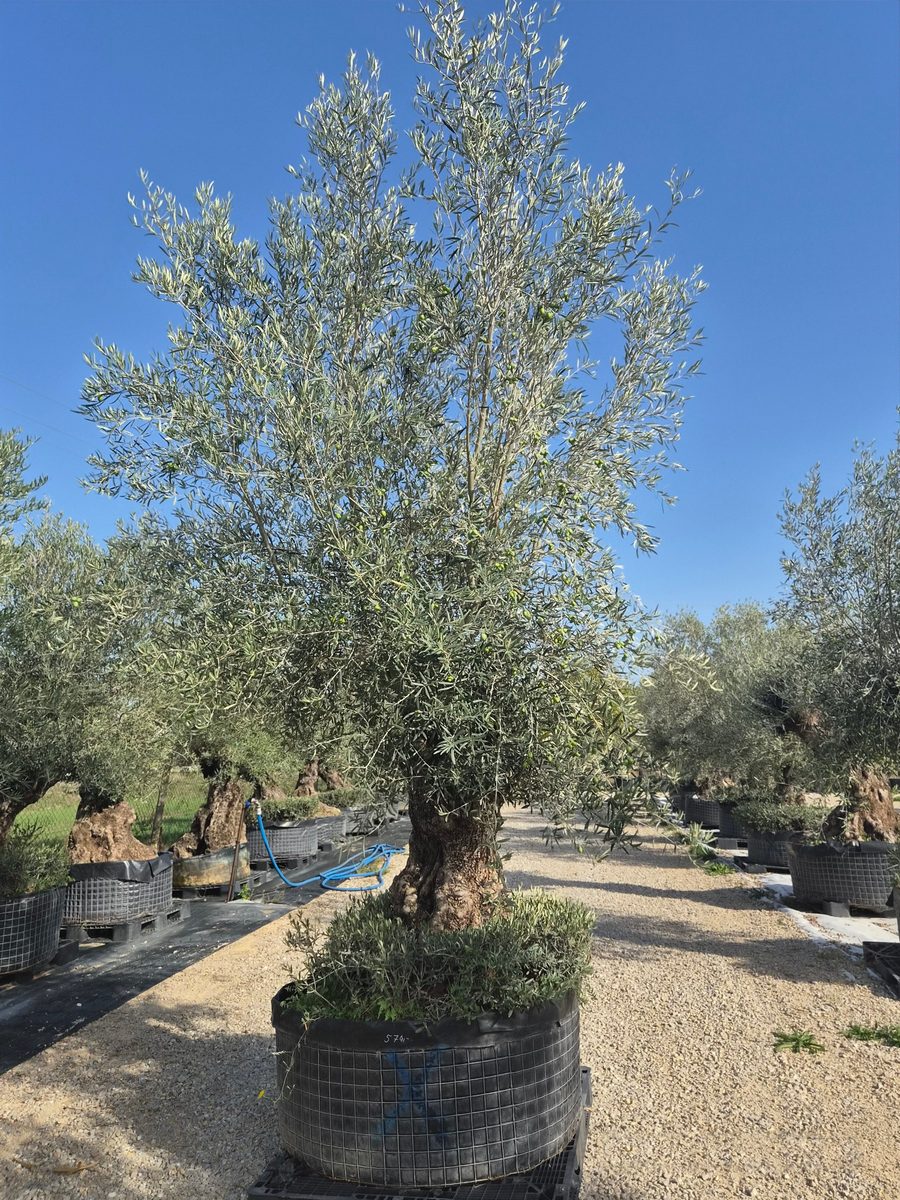Olea Europaea 240–280 cm · szoliter, fácska forma – Európai olajfa