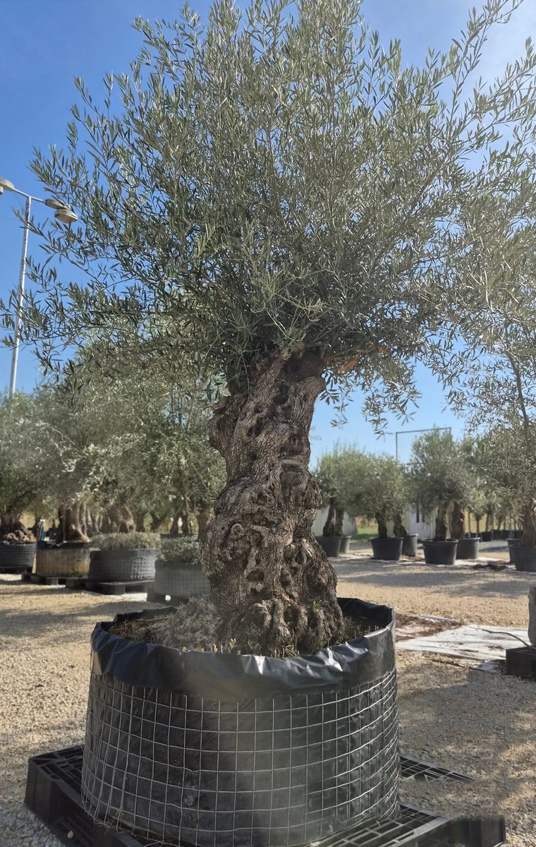 Olea Europaea 240–280 cm · szoliter, csavart törzs – Európai olajfa