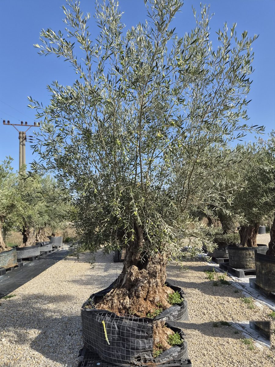 Olea Europaea 240–280 cm · idős törzs, nagy – Európai olajfa