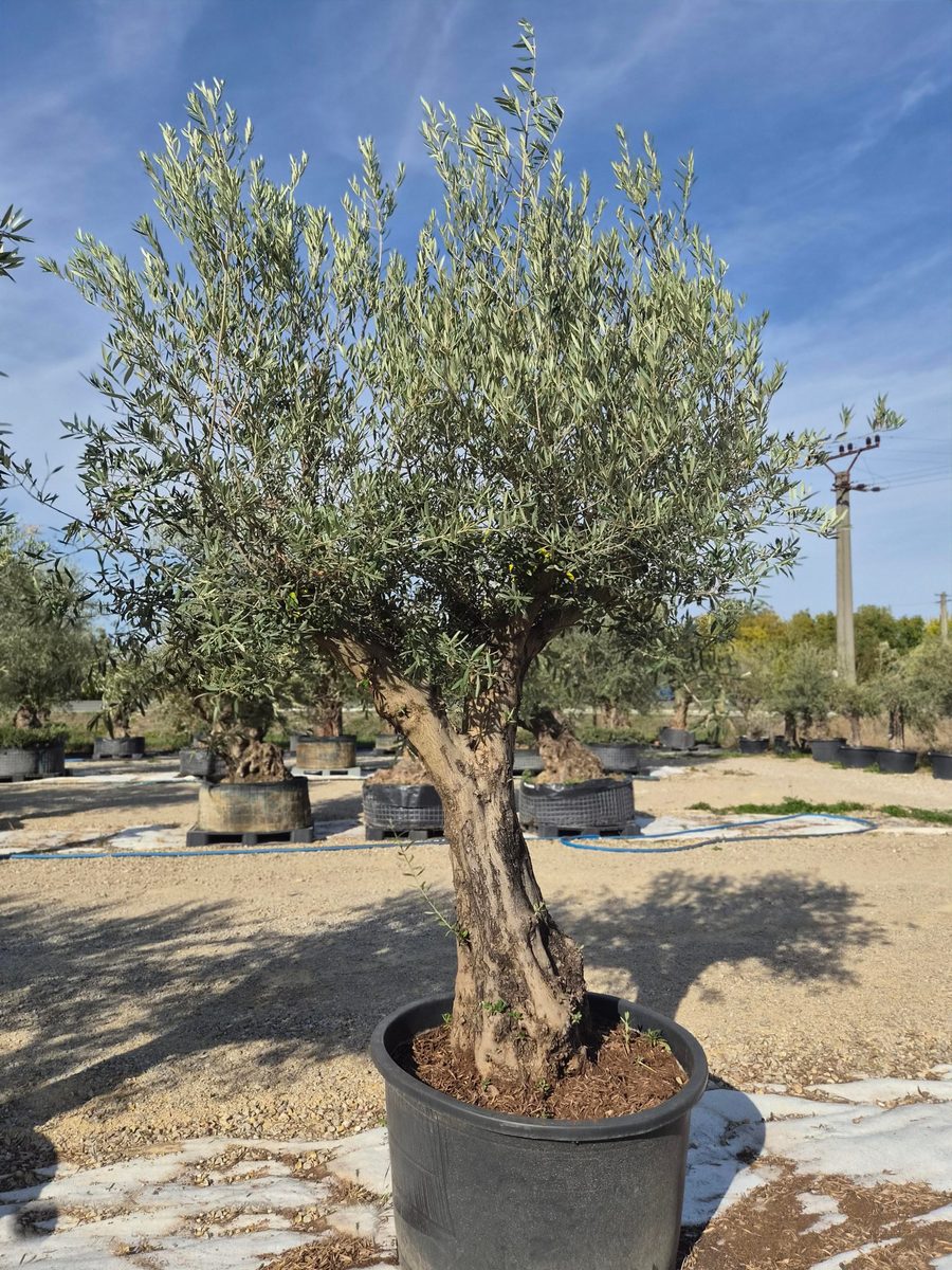 Olea Europaea 'Hojiblanca' 200–250 cm – Európai olajfa