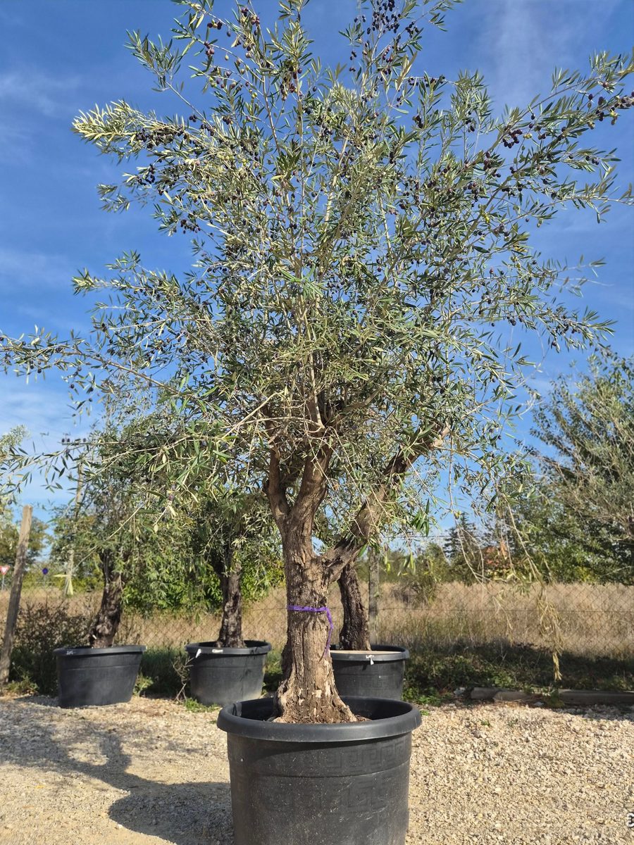 Olea Europaea 'Tusco' 200–230 cm – Európai olajfa