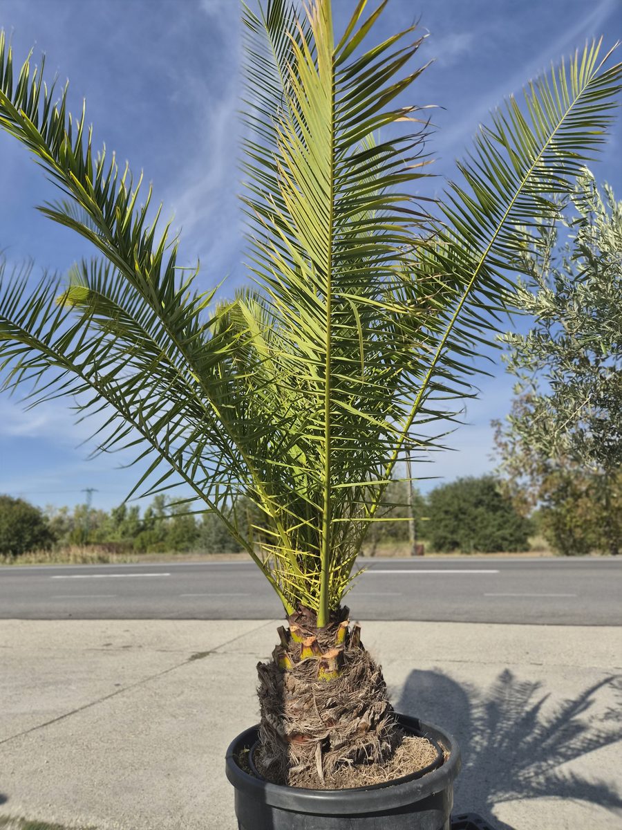 Phoenix Canariensis 160–200 cm – Kanári datolyapálma