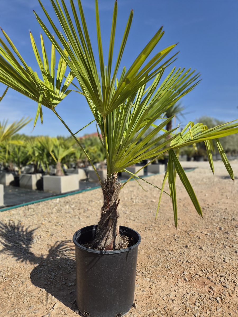 Trachycarpus Fortunei 100–130 cm – Kínai kenderpálma