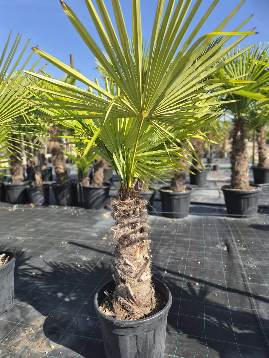 Trachycarpus Fortunei 150–180 cm – Kínai kenderpálma