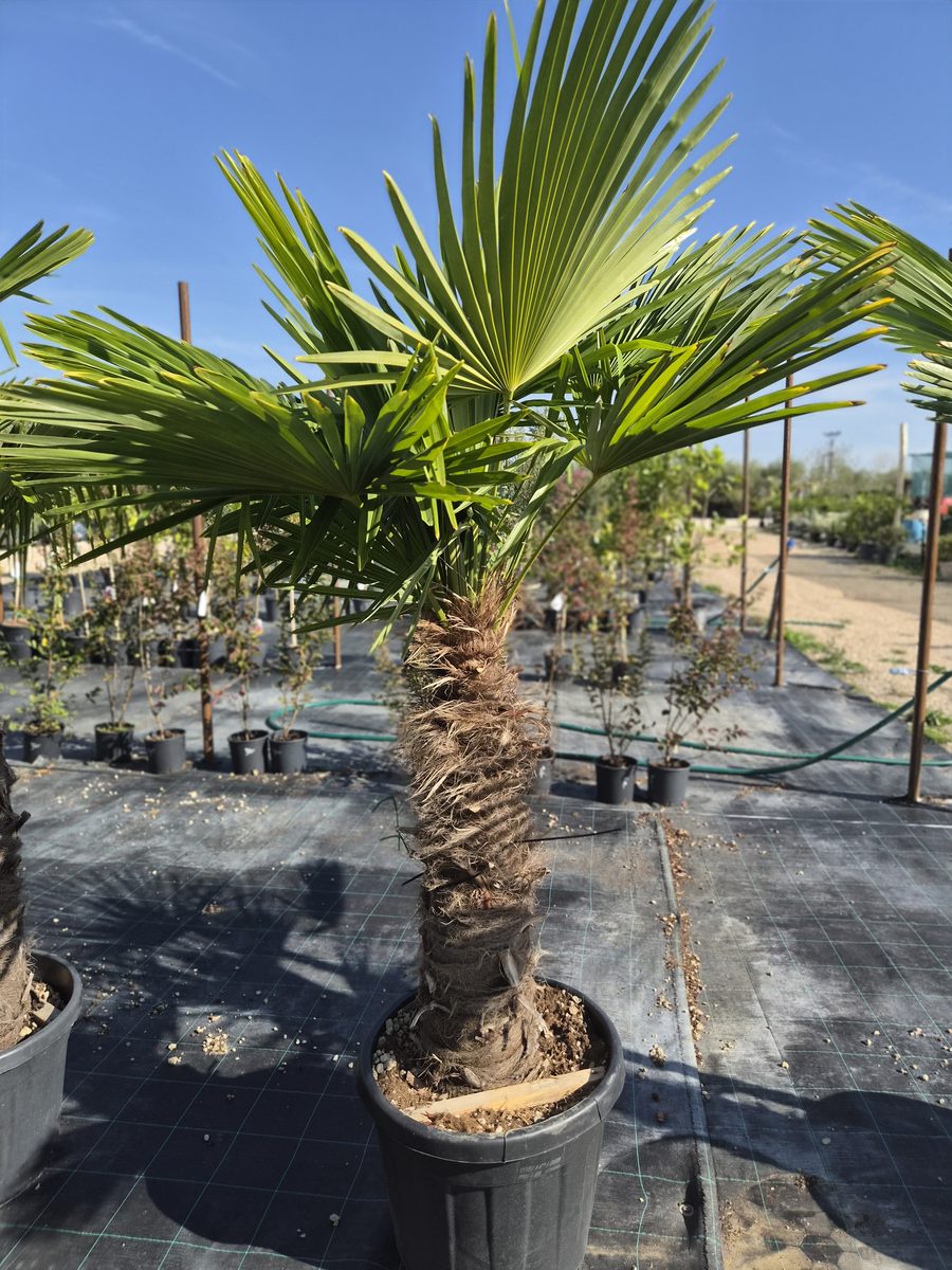 Trachycarpus Fortunei 180–250 cm – Kínai kenderpálma
