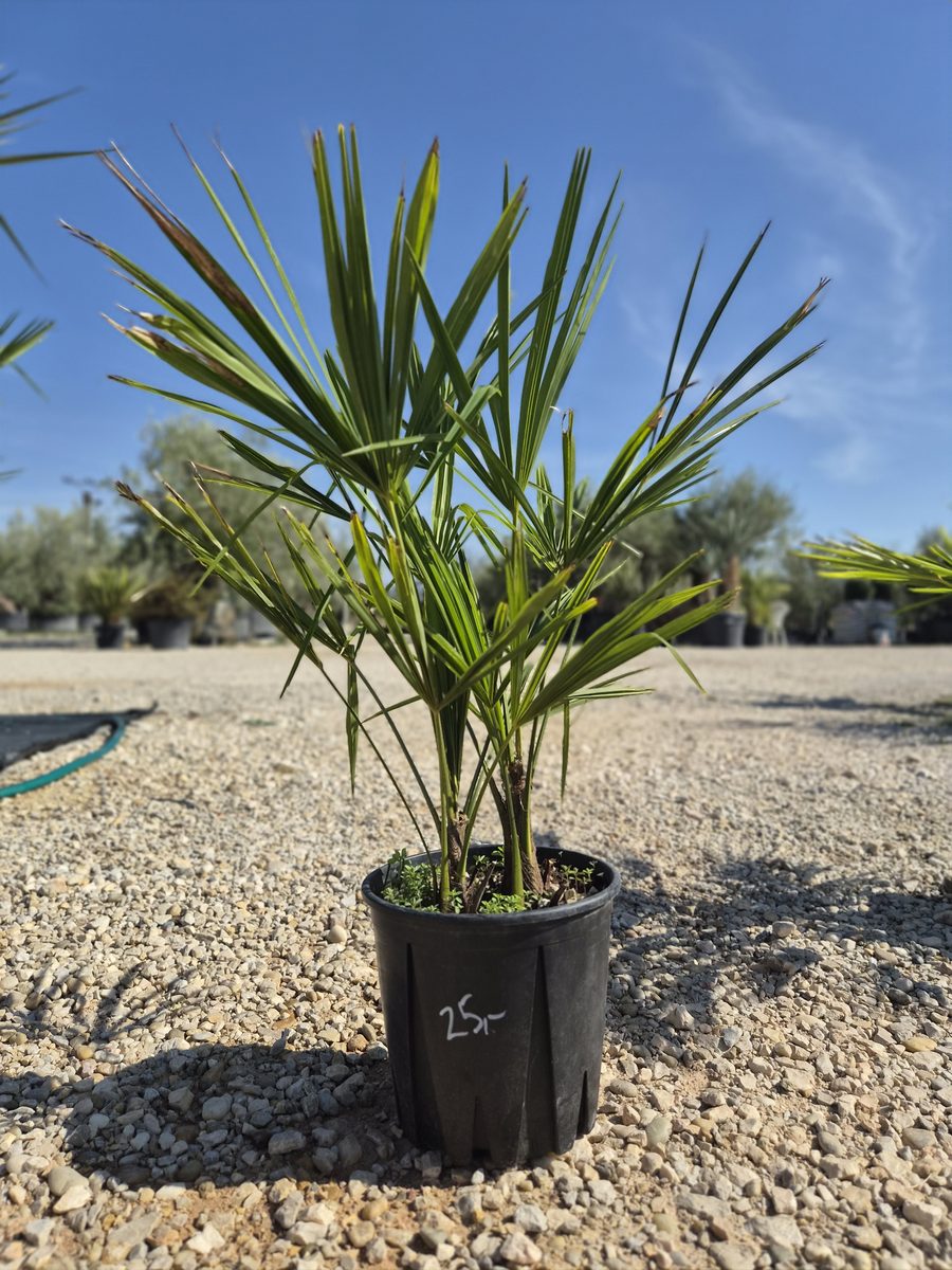 Trachycarpus Fortunei 70–90 cm – Kínai kenderpálma