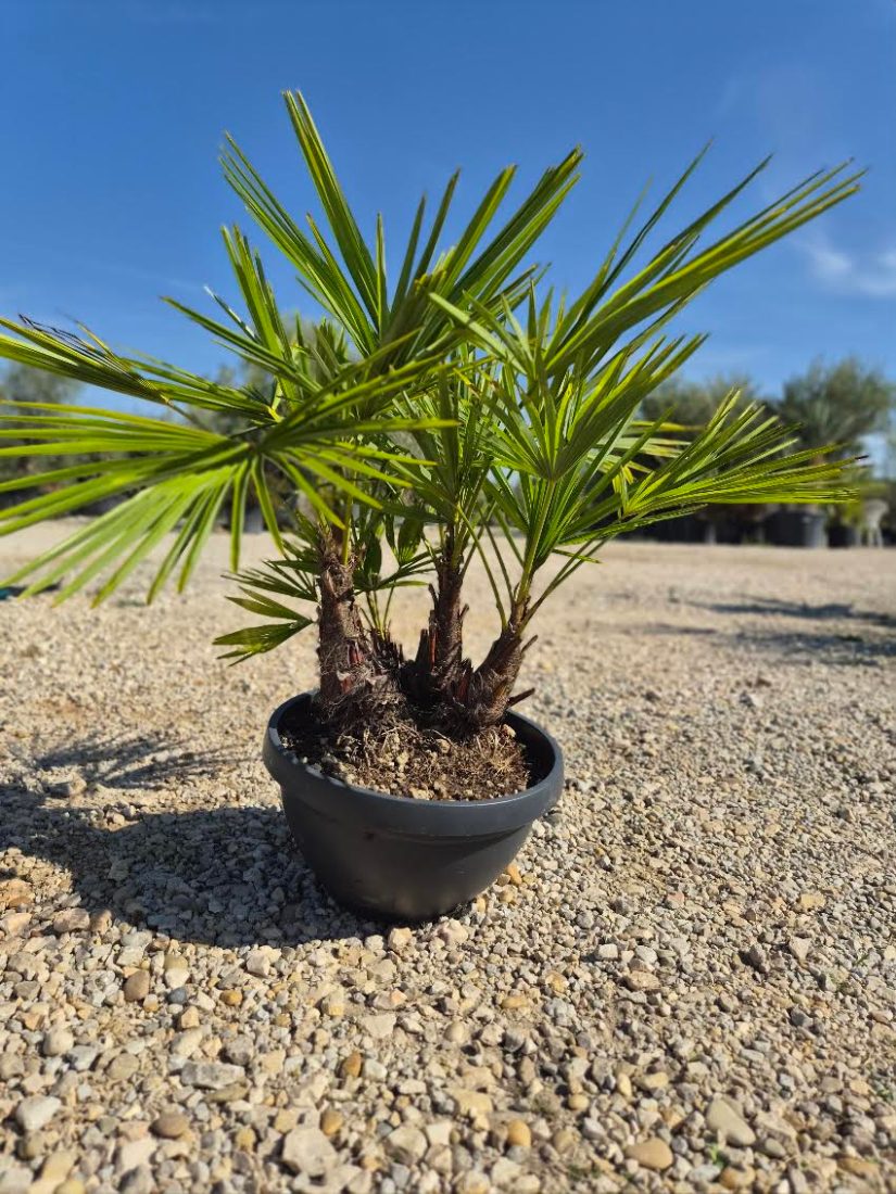 Trachycarpus Fortunei 80–100 cm – Kínai kenderpálma