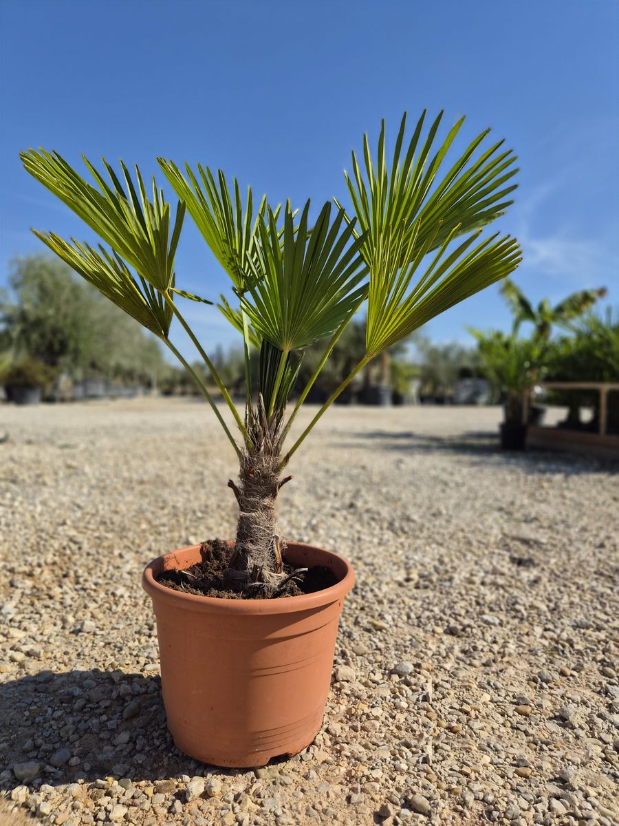 Trachycarpus Wagnerianus 70–90 cm – Wagner-kenderpálma