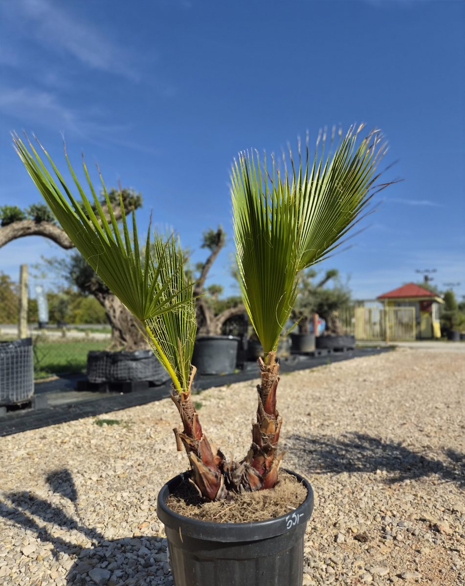 Washingtonia 120–150 cm – Washington-pálma