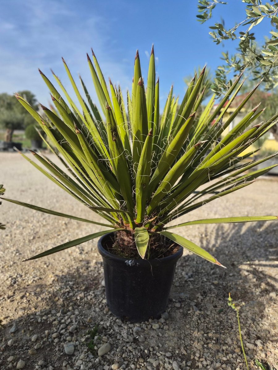 Yucca Carnerosana 70–90 cm – Jukka carnerosana
