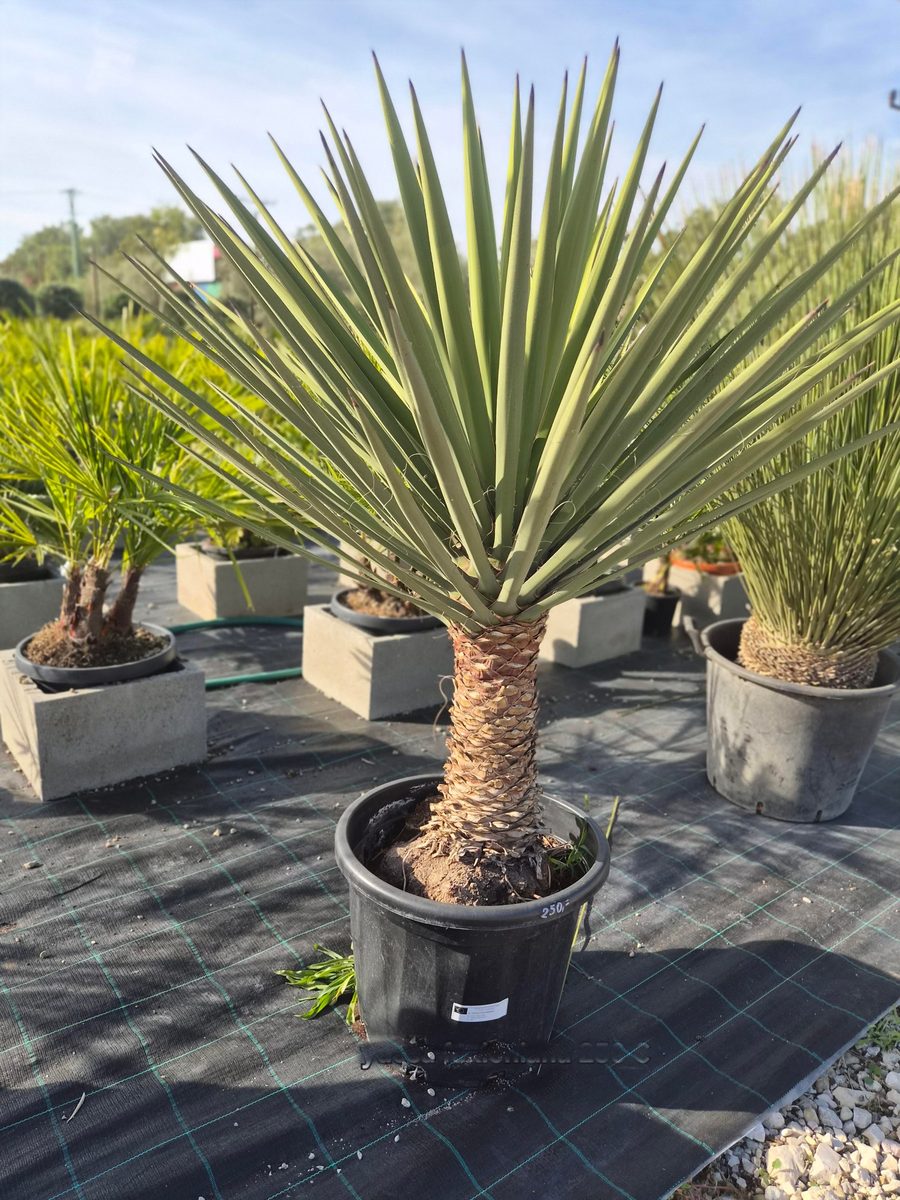 Yucca Faxoniana 160–190 cm – Jukka faxoniana