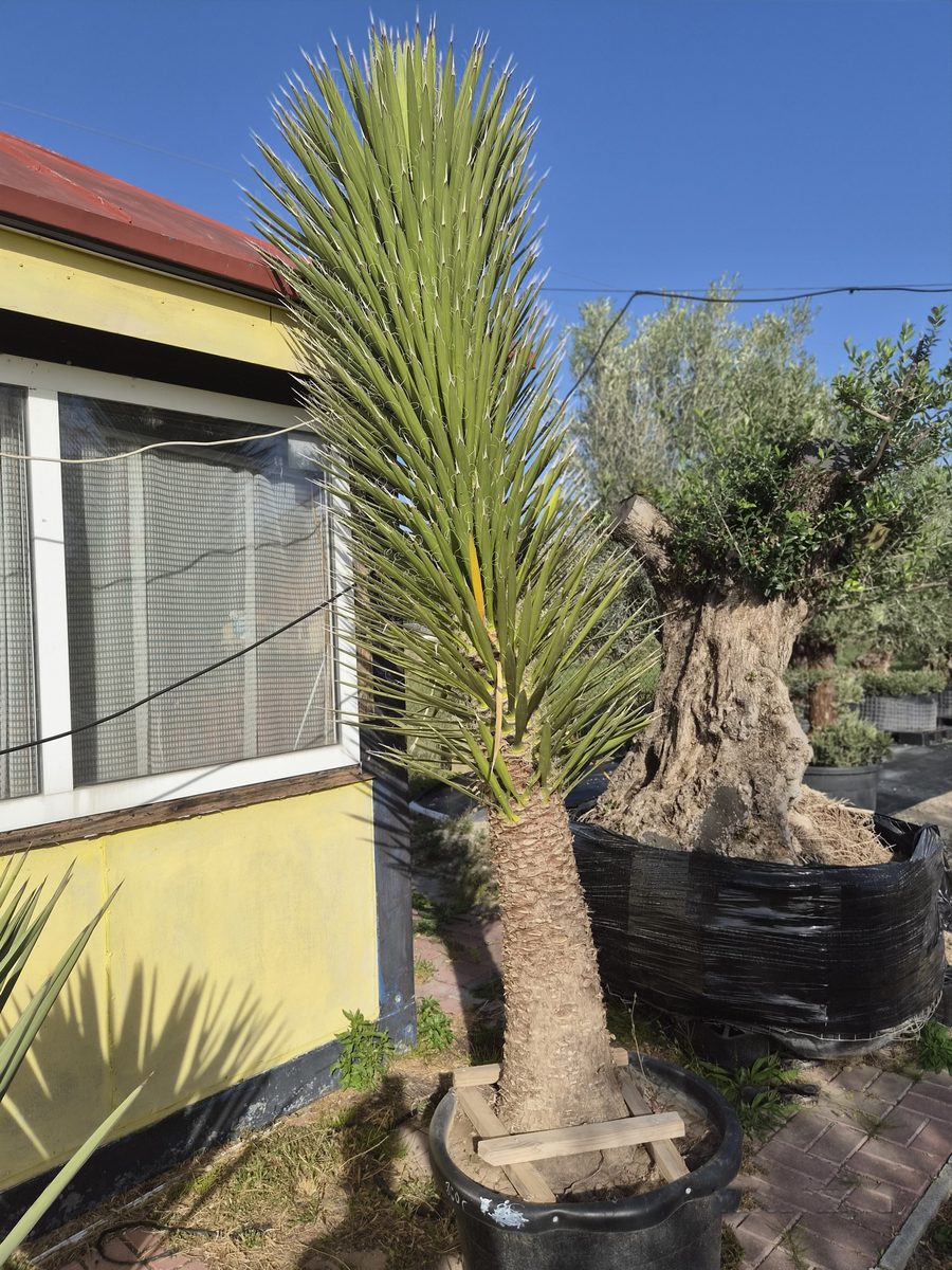 Yucca Filifera 220–250 cm – Jukka filifera