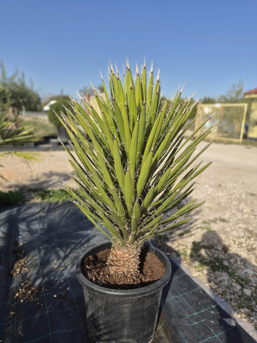 Yucca Filifera 90–110 cm – Jukka filifera