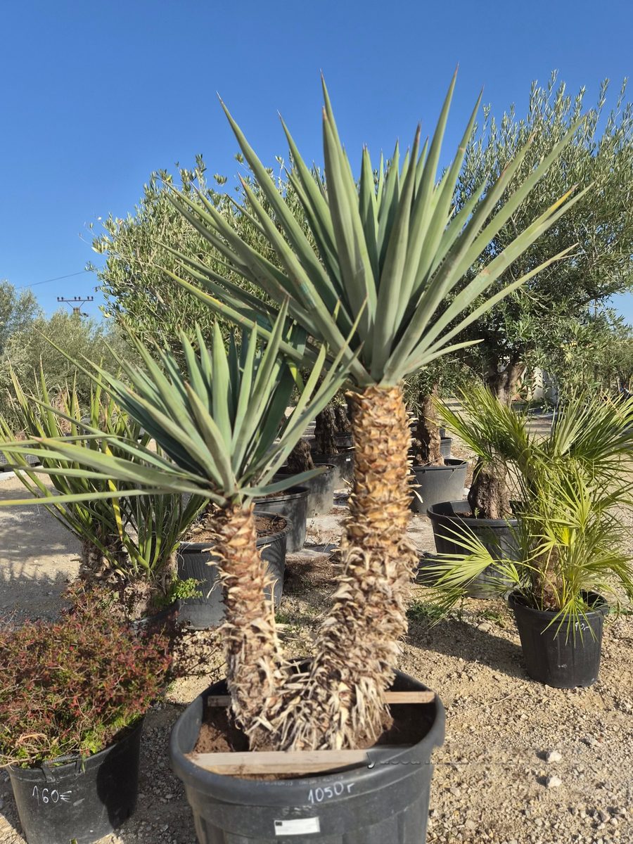 Yucca Madrensis 180–220 cm – Jukka madrensis