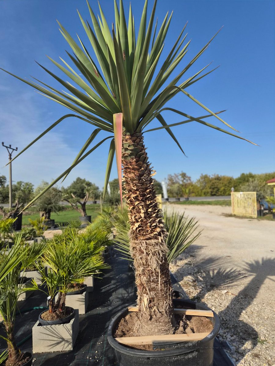 Yucca Madrensis 200–230 cm – Jukka madrensis