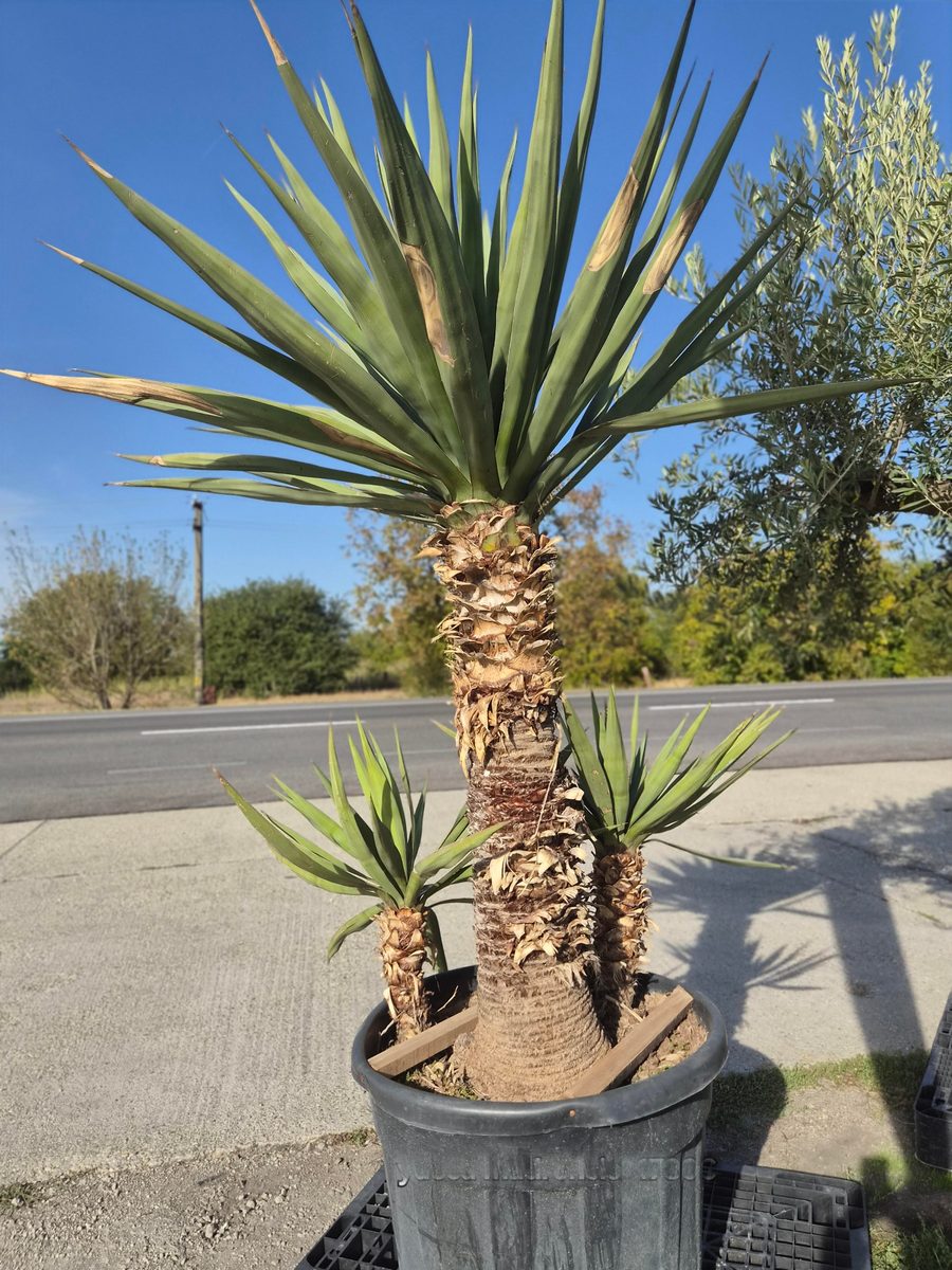 Yucca Madrensis 220–260 cm – Jukka madrensis