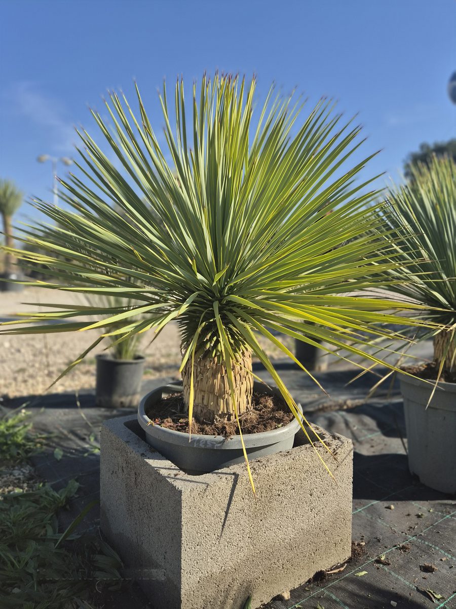 Yucca Rostrata 100–120 cm – Jukka rostrata